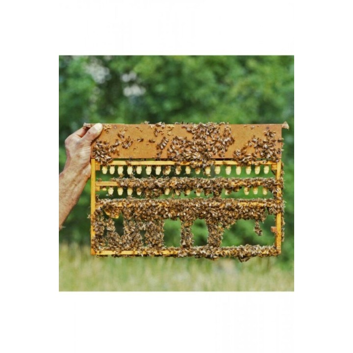 Telaino Portastecche Per Cupolini Con Nutritore