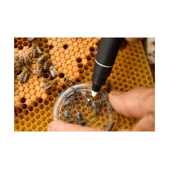 Fermaregina In Plastica